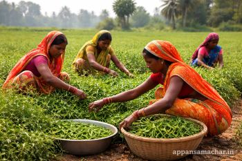 Chandkewari Muzaffarpur Bihar mein mahila kisan kheton mein sabzi ki kheti karte hue