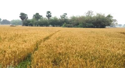 बारिश और तेज हवा के कारण खेत में गिरी हुई गेहूं की फसल, पानी से भरे खेत में खड़ा किसान