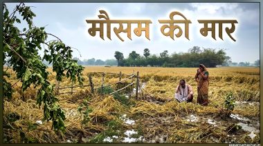 बारिश और तेज हवा के कारण खेत में गिरी हुई गेहूं की फसल, पानी से भरे खेत में खड़ा किसान