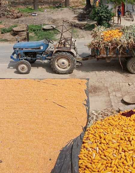 भारत के ग्रामीण खेत में किसान मक्का के अवशेष जलाते हुए, फसल अवशेष जलाने से फैलता वायु प्रदूषण और पर्यावरण पर असर।